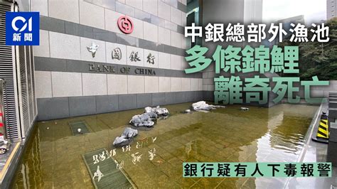 中銀大廈死亡|金鐘中銀大廈露天漁池錦鯉亡 案列投訴處理